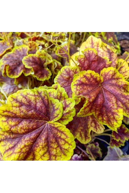 Гейхера Solar Eclipse листя 